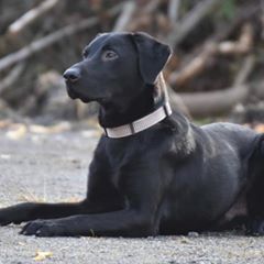 Herman er en aktiv og kvikk fyr som elsker å jobbe. Han går for å være en labrador i Border Collie forkledning. Farten og intensiteten hans er ekstrem høy. Sosialt fungerer han bra. Herman er åpen og fin med andre hunder.  I felt jobber gir han seg ikke før siste dummie er funnet. I hverdagen fungerer han godt i familien. Blant barn, katter og hverdagslige opplevelser. Han har en fin av og på knapp. Herman er slank og langbent type  Lp kl 3 og Rallylydighet kl 2. Talentropp 2022 LP