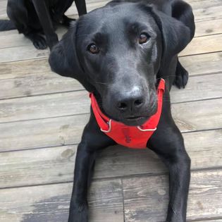 Dette er liksom Rolls Roycen. Doris har en knall evne til å gå fra aktivitet og passivitet. Hun har speed, er kjapp i oppfatning og en behagelig hund å jobbe med. I felt er hun rask, og har litt igjen på markeringer.  Hun er ukomplisert, åpen og sosial. Lp kl 2 og Rallylydighet kl 2